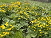 Caltha palustris 30, Gewone dotterbloem, Saxifraga-Jan van der Straaten