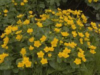 Caltha palustris 33, Gewone dotterbloem, Saxifraga-Marijke Verhagen