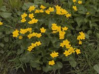 Caltha palustris 43, Gewone dotterbloem, Saxifraga-Marijke Verhagen