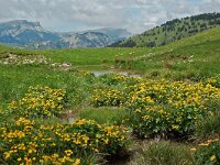 Caltha palustris 45, Gewone dotterbloem, Saxifraga-Willem van Kruijsbergen