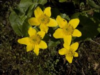 Caltha palustris 49, Gewone dotterbloem, Saxifraga-Willem van Kruijsbergen