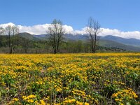 Caltha palustris 52, Gewone dotterbloem, Saxifraga-Jasenka Topic