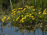 Caltha palustris 54, Gewone dotterbloem, Saxifraga-Willem van Kruijsbergen