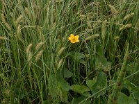 Caltha palustris 56, Gewone dotterbloem, Saxifraga-Hans Boll