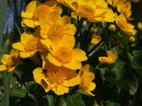Caltha palustris 60, Gewone dotterbloem, Saxifraga-Rudmer Zwerver