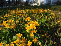 Caltha palustris 61, Gewone dotterbloem, Saxifraga-Rudmer Zwerver