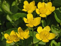 Caltha palustris #47041 : Caltha palustris, Gewone dotterbloem en spindotterbloem