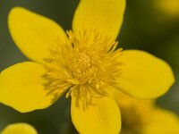 Caltha palustris 64, Gewone dotterbloem, Saxifraga-Luc Hoogenstein