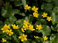 Caltha palustris 69, Gewone dotterbloem, Saxifraga-Jan van der Straaten