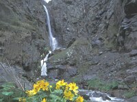 Caltha palustris 7, Gewone dotterbloem, Saxifraga-Edo van Uchelen