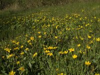Caltha palustris 80, Gewone dotterbloem, Saxifraga-Jan van der Straaten
