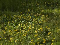 Caltha palustris 81, Gewone dotterbloem, Saxifraga-Jan van der Straaten