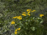 Caltha palustris 84, Gewone dotterbloem, Saxifraga-Jan van der Straaten