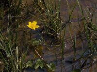 Caltha palustris 94, Gewone dotterbloem, Saxifraga-Willem van Kruijsbergen