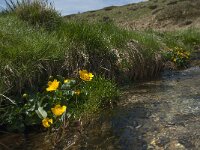 Caltha palustris 96, Gewone dotterbloem, Saxifraga-Willem van Kruijsbergen