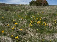Caltha palustris 97, Gewone dotterbloem, Saxifraga-Willem van Kruijsbergen