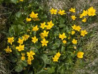 Caltha palustris 99, Gewone dotterbloem, Saxifraga-Willem van Kruijsbergen