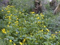 Spindotterbloem  Marsh marigold (Caltha palustrus var. palustris), Biesbosch National Park, Holland : Biesbosch National Park, Caltha palustris var palustris, color, colour, Dutch, endemic, Europe European, flower, flora, flora floral, floral, marsh wetland, plant, Holland, Marsh marigold, nature natural, Netherlands, rare, rural, vertical