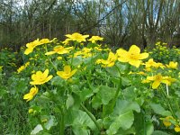 Caltha palustris ssp araneosa 154, Spindotterbloem, Saxifraga-Ernst-Jan van Haaften