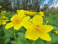 Caltha palustris ssp araneosa 155, Spindotterbloem, Saxifraga-Ernst-Jan van Haaften