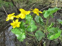 Caltha palustris ssp araneosa 156, Spindotterbloem, Saxifraga-Ernst-Jan van Haaften