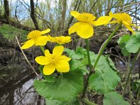 Caltha palustris ssp araneosa 157, Spindotterbloem, Saxifraga-Ernst-Jan van Haaften