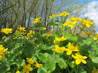 Caltha palustris ssp araneosa 158, Spindotterbloem, Saxifraga-Ernst-Jan van Haaften