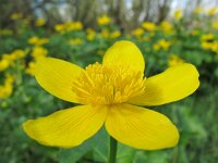 Caltha palustris ssp araneosa 159, Spindotterbloem, Saxifraga-Ernst-Jan van Haaften