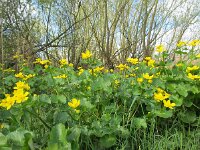 Caltha palustris ssp araneosa 160, Spindotterbloem, Saxifraga-Ernst-Jan van Haaften