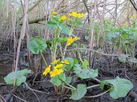 Caltha palustris ssp araneosa 161, Spindotterbloem, Saxifraga-Ernst-Jan van Haaften