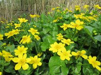 Caltha palustris ssp araneosa 162, Spindotterbloem, Saxifraga-Ernst-Jan van Haaften