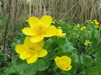 Caltha palustris ssp araneosa 163, Spindotterbloem, Saxifraga-Ernst-Jan van Haaften