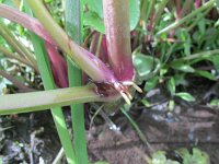 Caltha palustris ssp araneosa 164, Spindotterbloem, Saxifraga-Ernst-Jan van Haaften