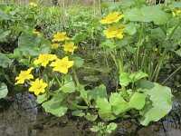 Caltha palustris ssp araneosa 165, Spindotterbloem, Saxifraga-Ernst-Jan van Haaften