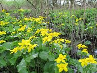 Caltha palustris ssp araneosa 166, Spindotterbloem, Saxifraga-Ernst-Jan van Haaften