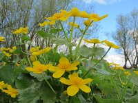 Caltha palustris ssp araneosa 167, Spindotterbloem, Saxifraga-Ernst-Jan van Haaften