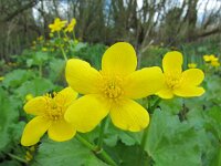 Caltha palustris ssp araneosa 168, Spindotterbloem, Saxifraga-Ernst-Jan van Haaften