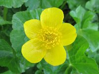 Caltha palustris ssp araneosa 169, Spindotterbloem, Saxifraga-Ernst-Jan van Haaften