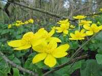 Caltha palustris ssp araneosa 170, Spindotterbloem, Saxifraga-Ernst-Jan van Haaften