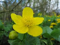 Caltha palustris ssp araneosa 171, Spindotterbloem, Saxifraga-Ernst-Jan van Haaften