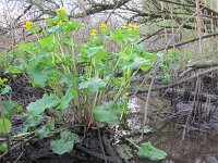 Caltha palustris ssp araneosa 172, Spindotterbloem, Saxifraga-Ernst-Jan van Haaften