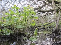 Caltha palustris ssp araneosa 173, Spindotterbloem, Saxifraga-Ernst-Jan van Haaften