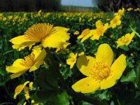 Caltha palustris ssp araneosa 175, Spindotterbloem, Saxifraga-Ed Stikvoort