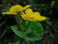 Caltha palustris ssp araneosa 176, Spindotterbloem, Saxifraga-Ed Stikvoort