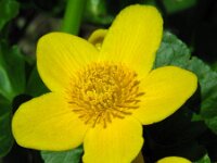 Caltha palustris ssp araneosa 177, Spindotterbloem, Saxifraga-Ed Stikvoort