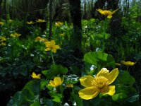 Caltha palustris ssp araneosa 178, Spindotterbloem, Saxifraga-Ed Stikvoort