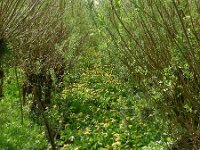 Caltha palustris ssp araneosa 179, Spindotterbloem, Saxifraga-Ed Stikvoort