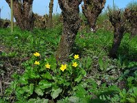 Caltha palustris ssp araneosa 180, Spindotterbloem, Saxifraga-Ed Stikvoort