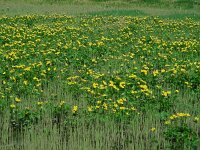 Caltha palustris ssp araneosa 181, Spindotterbloem, Saxifraga-Ed Stikvoort