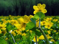 Caltha palustris ssp araneosa 182, Spindotterbloem, Saxifraga-Ed Stikvoort